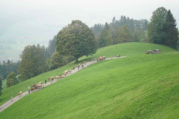 Photo Story: Cheese Making and the Swiss Alpabfahrt Cow Parade