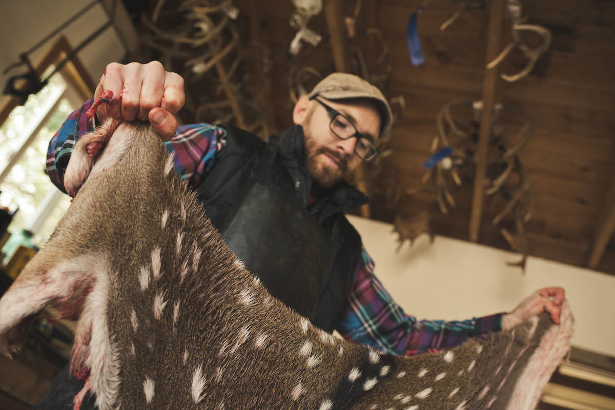 taxidermy