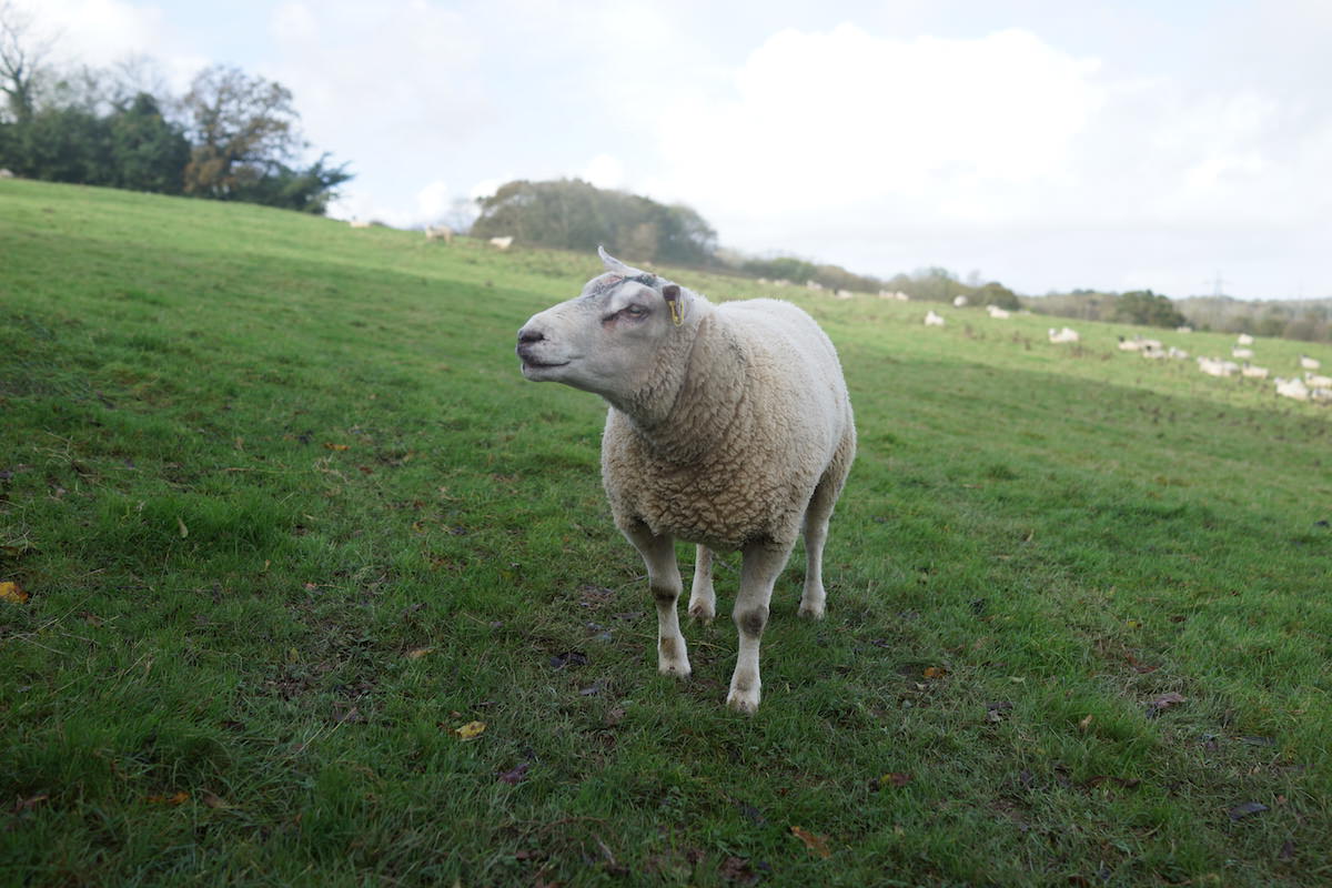 Charolais Beltex Ram