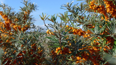 hedgerow food