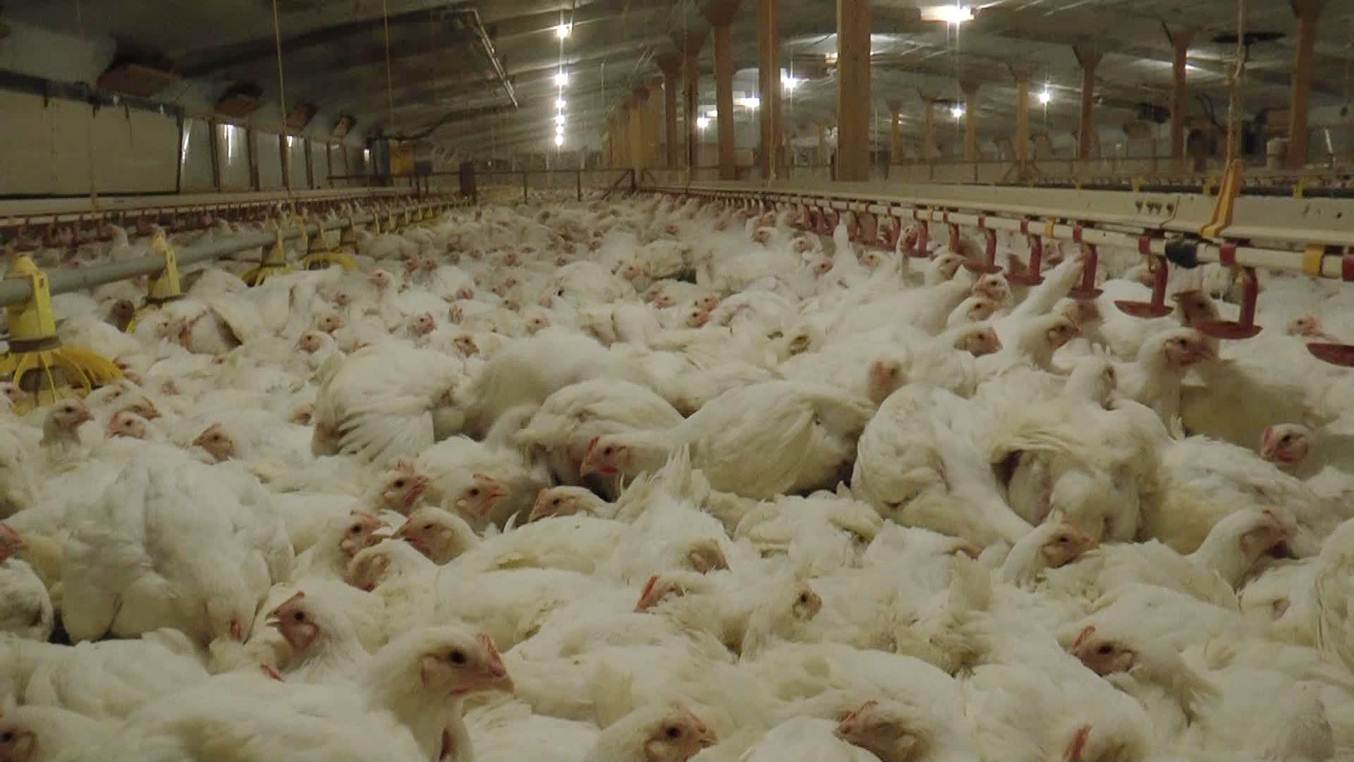 poultry farm antibiotics