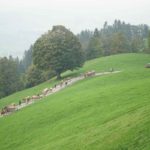 cow parade