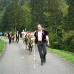 cow parade