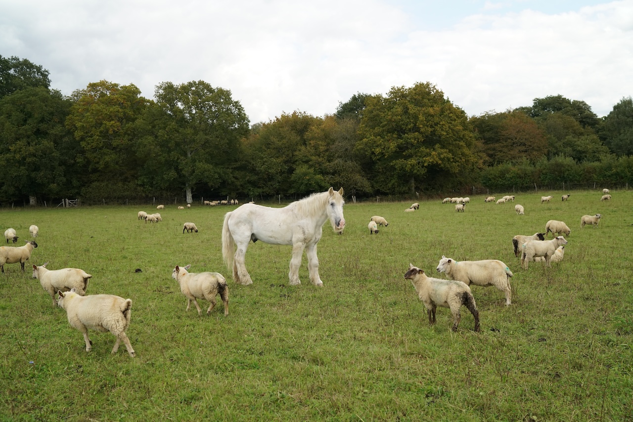Some of this years lambs
