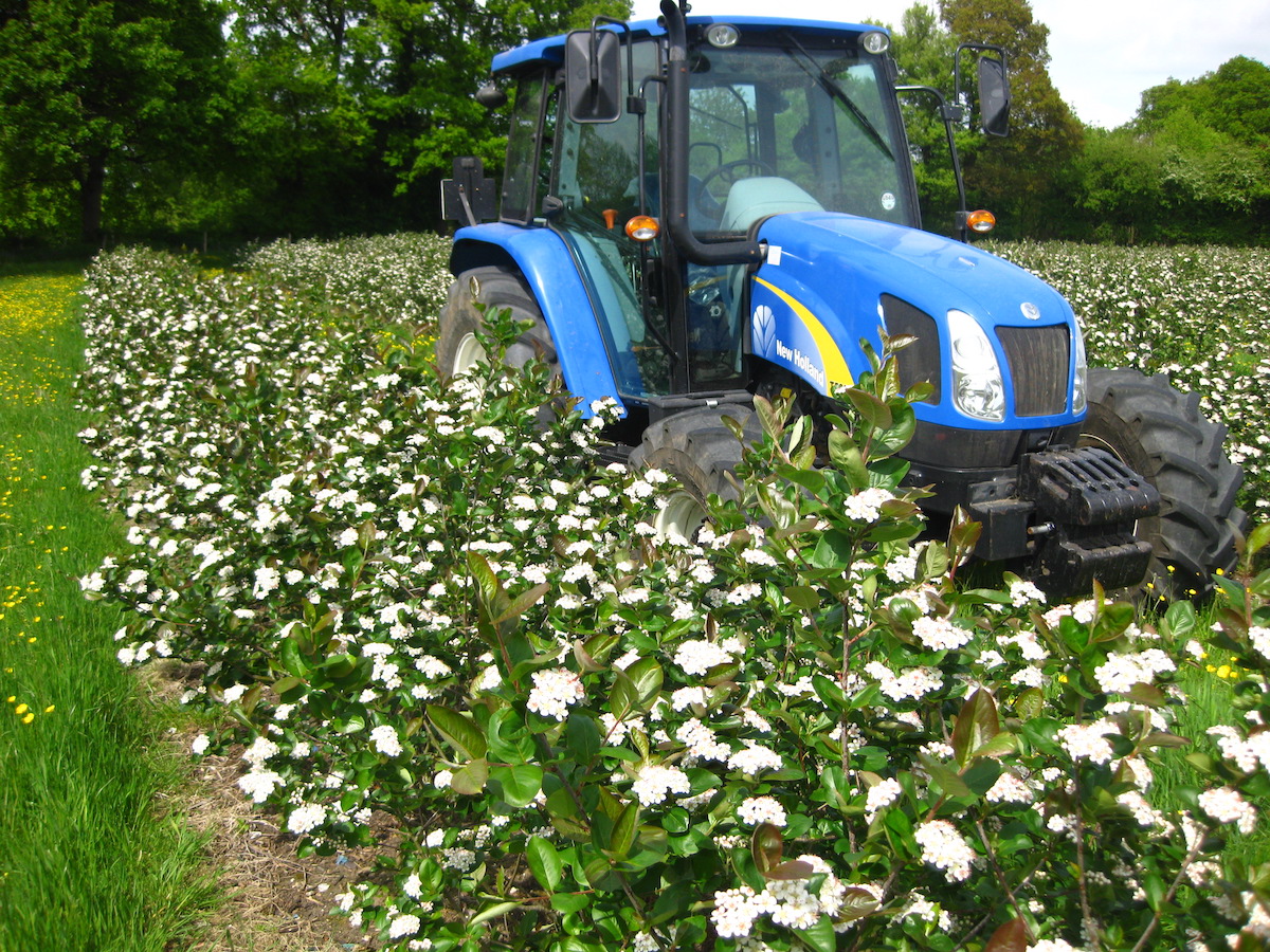 Aronia Berries in bloom