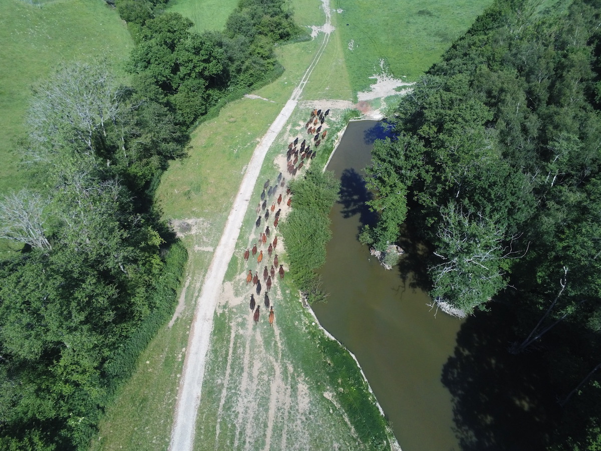 Moving cattle