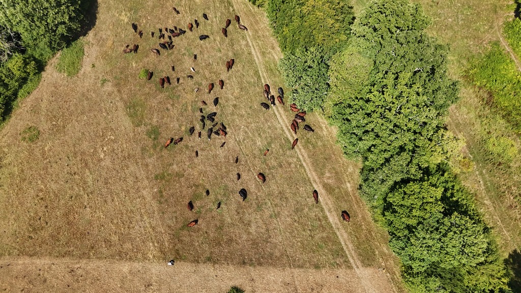 Mob Grazing