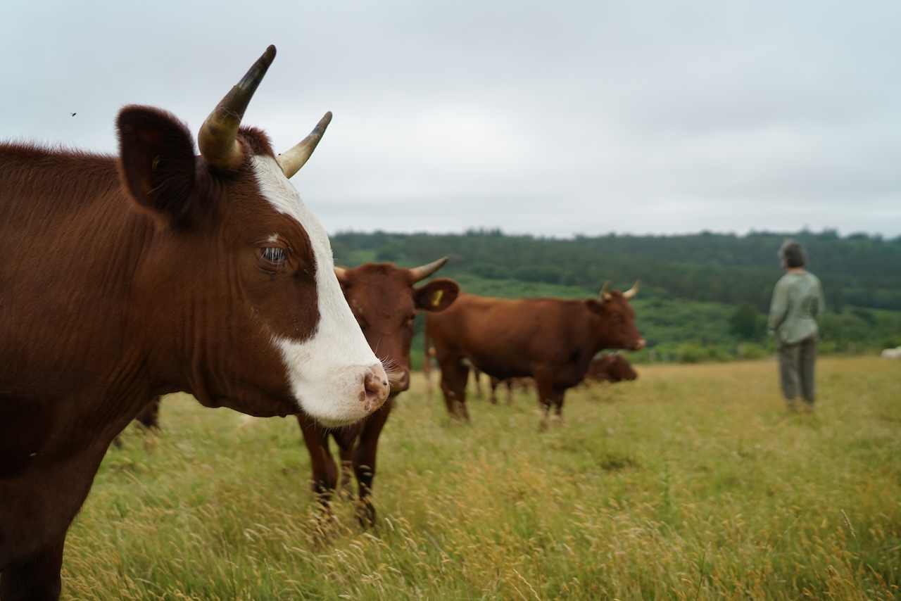 A cow with horns