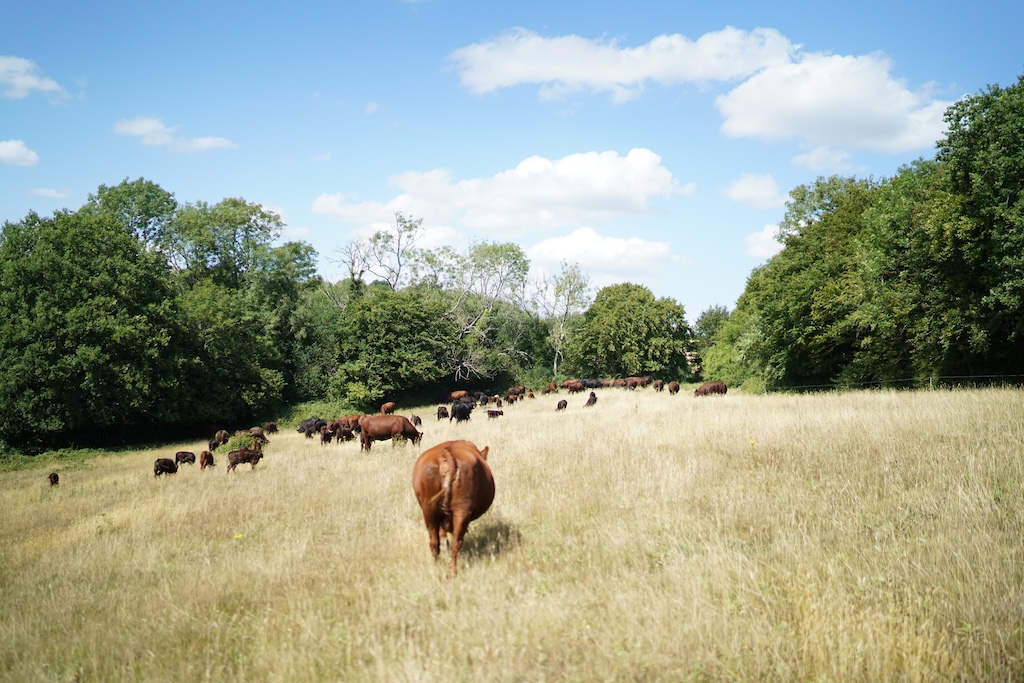 Cows grazing